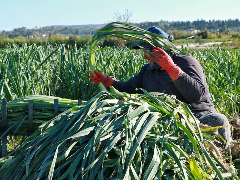 Agriculture800600